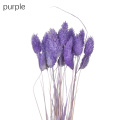 purple  type2