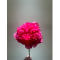 বিলাসবহুল কমান্ড কর্মক্ষমতা Peony