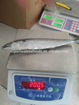 Hot Selling Best Quality Frozen Spanish Mackerel 180-250g