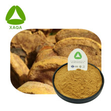 Phellinus Ignarius Enduit de poudre d&#39;extrait de poudre anti-cancer en poudre