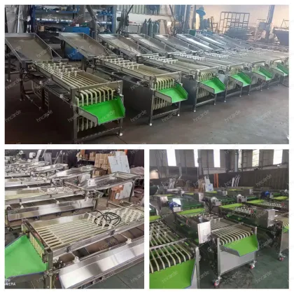 Fruit and Vegetable Sorting and Grading Machine