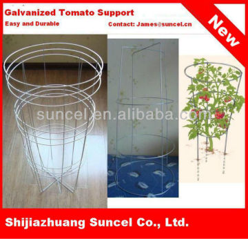 galvanized tomato cages(factory)