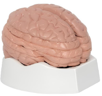 5 brain level slice models