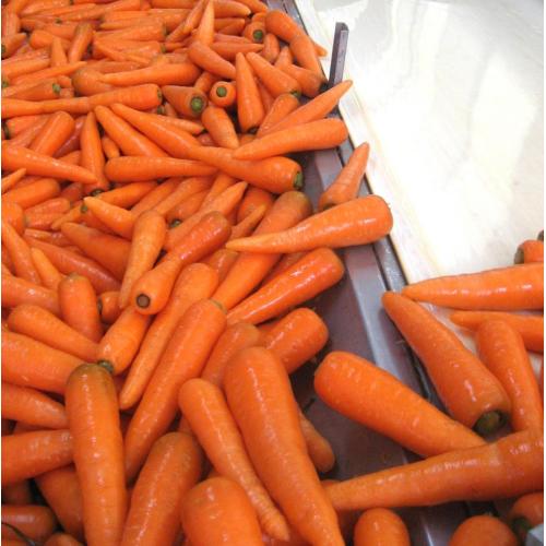La mejor venta caliente de la zanahoria de las verduras frescas en 2018