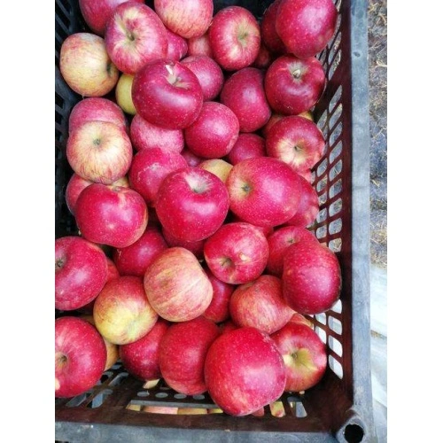 Bagged Jiguan apple