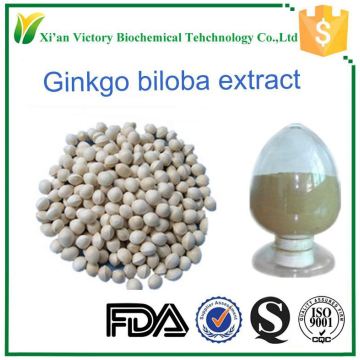 Good product Biloba ginkgo powder extract