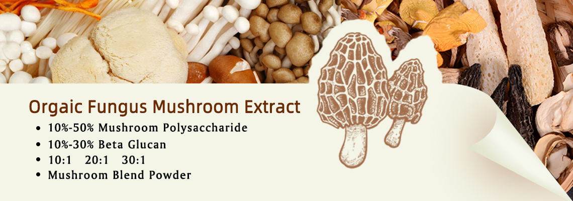 lion's mane mushroom extract