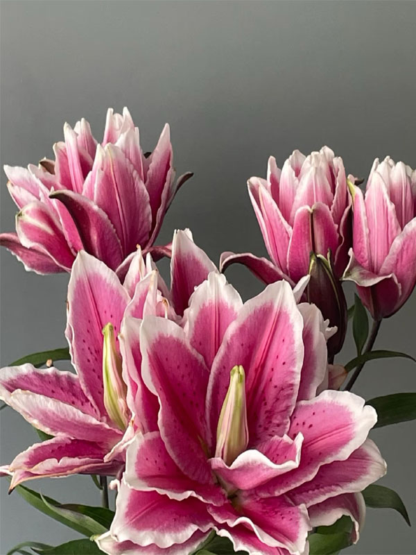 Mars love spray lily4