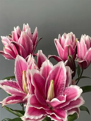 Mars love Double Petal lily