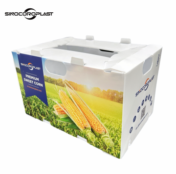 PP Corrugated Plastic Coroplast Fruit and Vegetable Boxes for Packing
