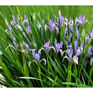 Azadirachta Indica Extract