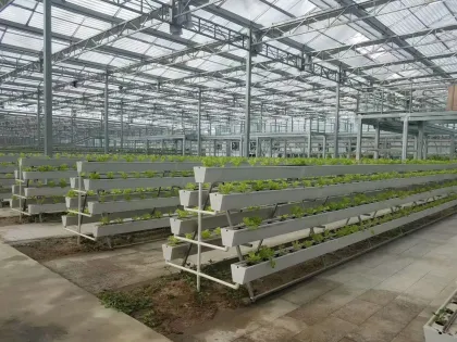 PVC Channel Hydroponic NFT Systems for Leafy Vegetable Growth
