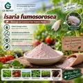مسحوق الميكروبات Isaria fumosorosea لإدارة الآفات البيولوجية