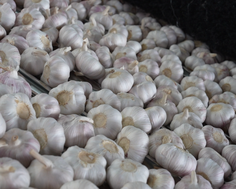 garlic for sales