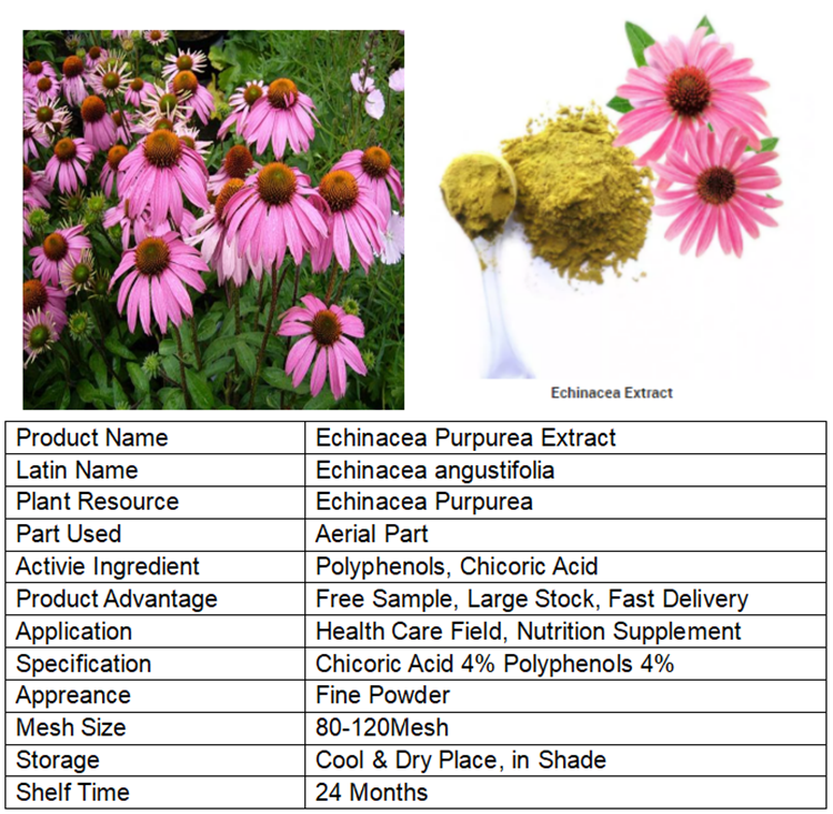 Echinacea Herb Extract Chicoric Acid 1 Polyphenols 4