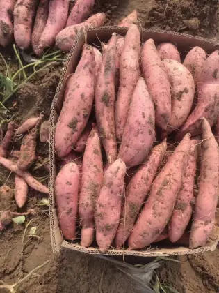 Premium Fresh Yunnan-Grown Honey Sweet Potatoes