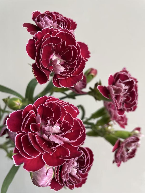 Spray carnation Butterfly2