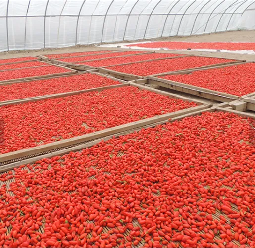 2018 New Crop Bio 500-550granule/50g Goji Berry