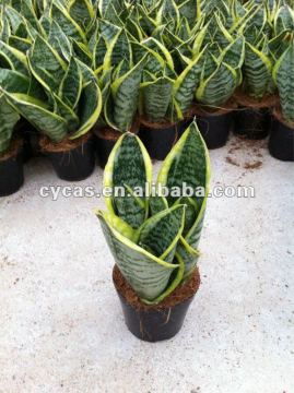 Sansevieria Hahaii,Sansevieria Surpeba, Sansevieria laurentii
