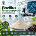 مسحوق بروبيوتيك Bacillus Laterosporus
