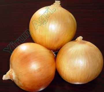 Good Variety Onions for Sale