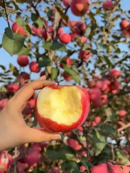 Fresh Apples