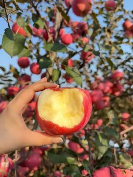 Fresh Apples