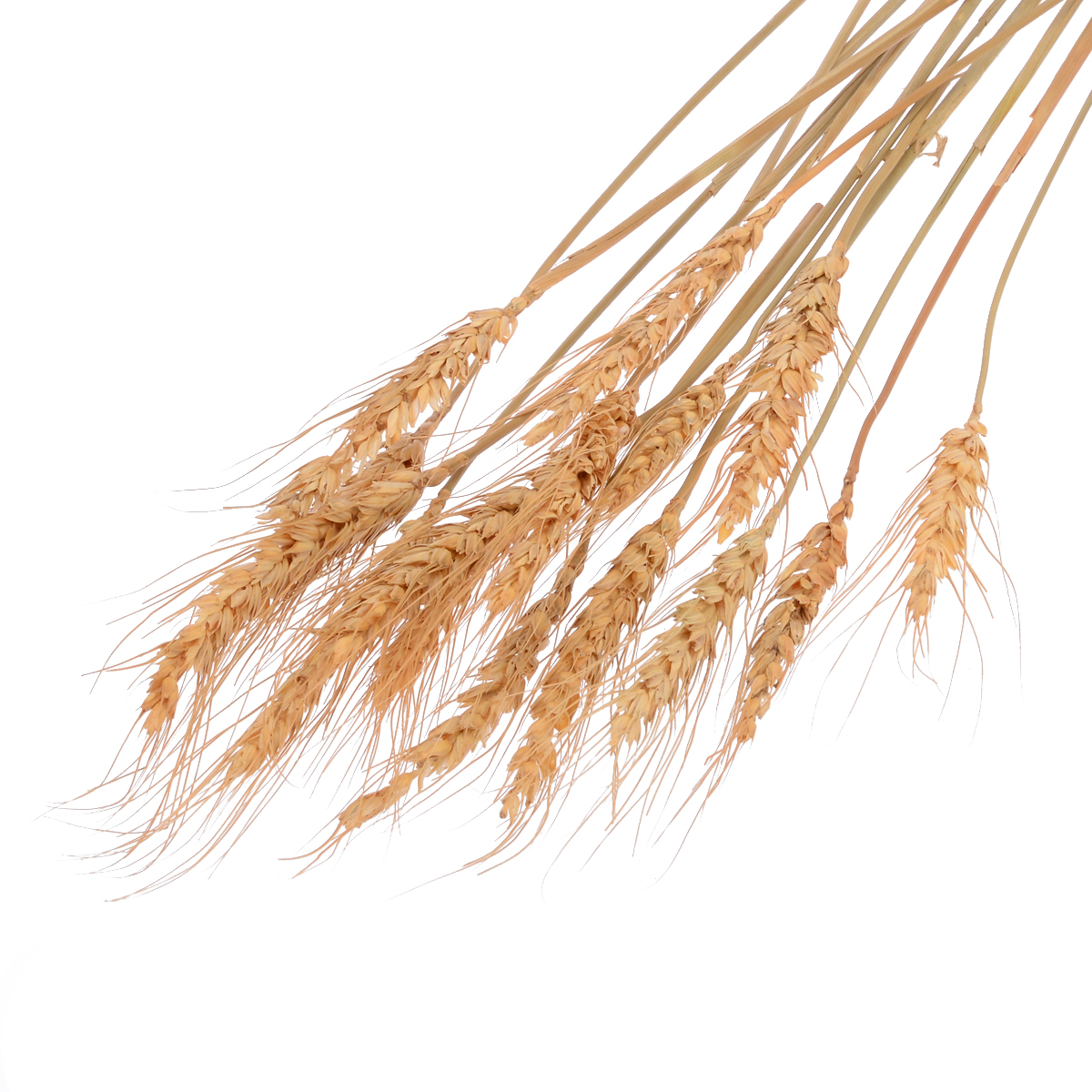 15 branches of  Wheatear Natural Raw Color Dried Wheat Bouquet Photo Prop Wedding Decoration Supplies