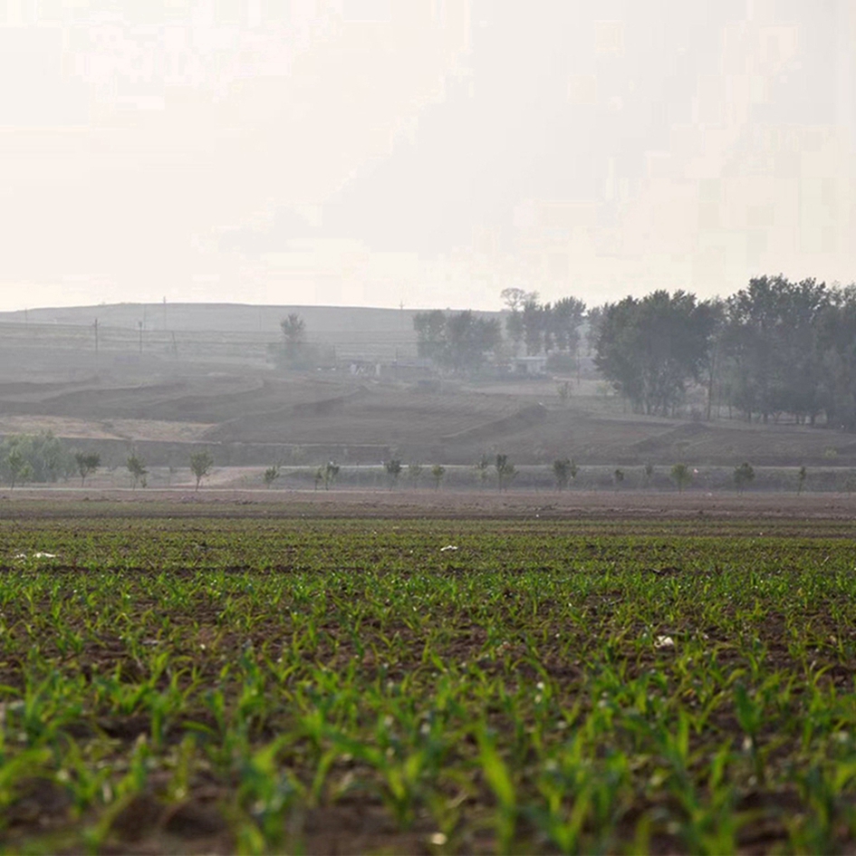 cereals to gain weight corn