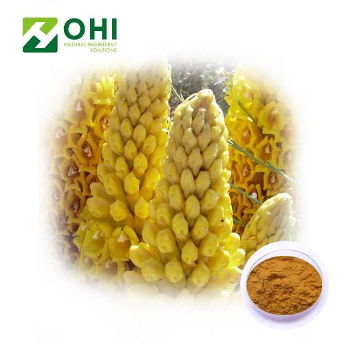 Cistanche Tubulosa Extract Echinacoside and Verbascoside
