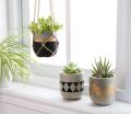 Regalo de decoración del hogar de plantas pequeñas