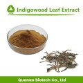 IndigoWoad Leaf Extract Powder Folium Isatidis PE 10: 1