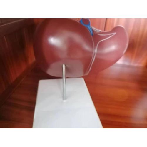 Endocrine System Liver Anatomy Training Model Supplier