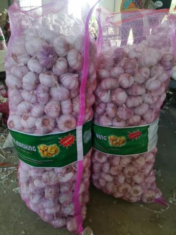 Sri lanka Colombo Market Standard Garlic