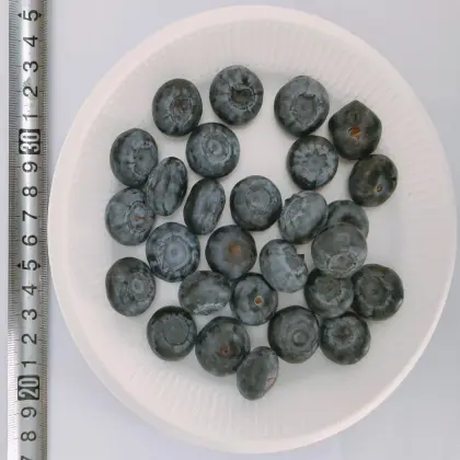 Quality Freeze Dried Blueberry