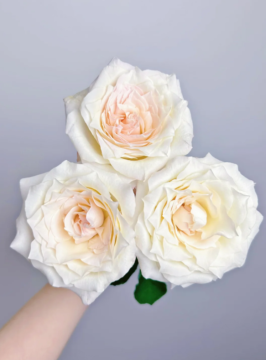 Jiarenxiao Single-Headed Roses in Soft Peach Tone