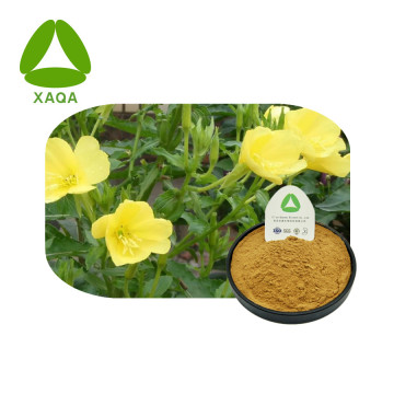 Evening Primrose Extract / Oenothera Biennis Seed Extract