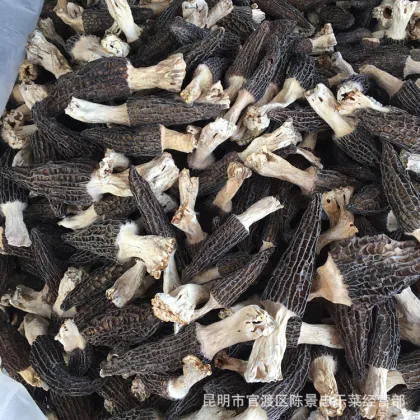 100% Wild Morel mushroom/fresh morel/morchella esculenta