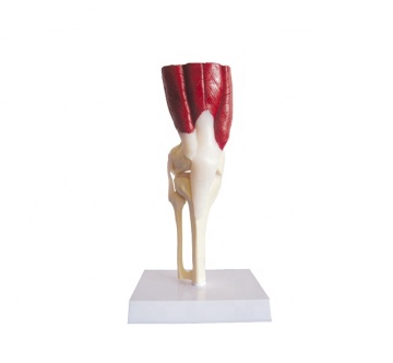 Artificial Knee Joint Model with Muscles and Ligaments