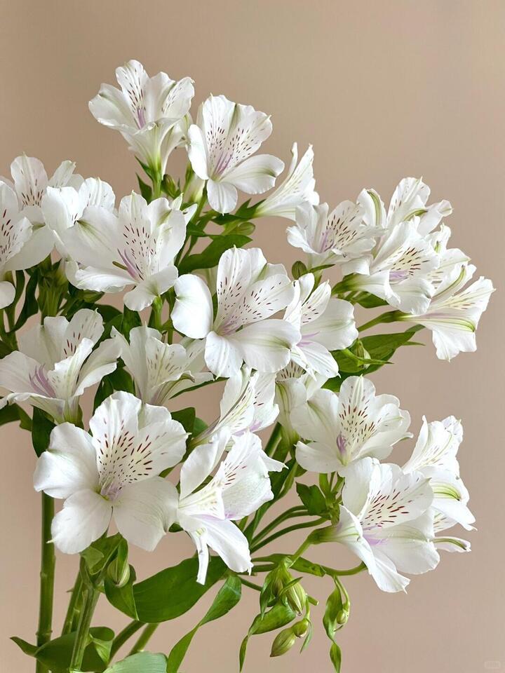 White Alstroemeria
