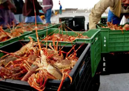Live West Coast Rock Lobsters (Jasus lalandii)