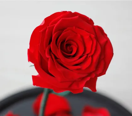 Preserved Rose with Fresh Stem: Beauty and the Beast Theme