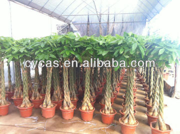 5 braided money tree"pachira"