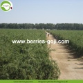 Bekalan Kilang Buah-buahan Bulk Dry Goji Berry