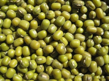 Kacang Hijau Mung Non-Transgenik