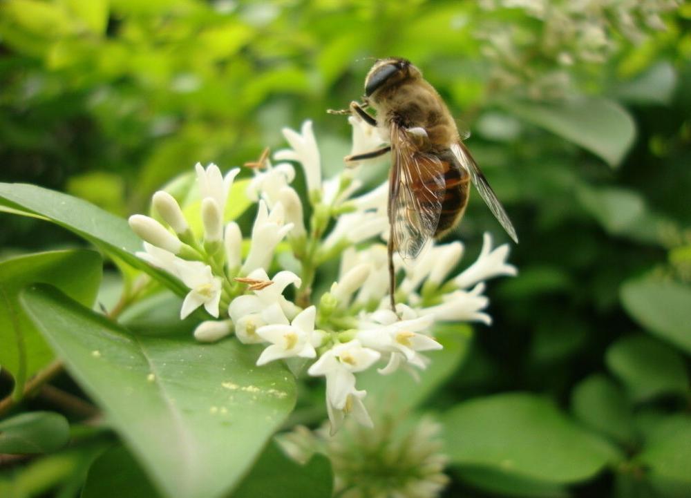 organic linden honey