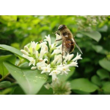 Homogenisierter reiner organischer Linden-Honig