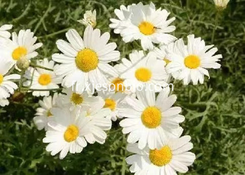 Pyrethrum extract