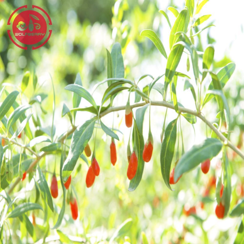 Bacche di Goji a basso contenuto di pesticidi certificate di alto livello