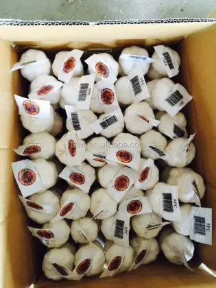 shandong garlic white garlic  fresh garlic